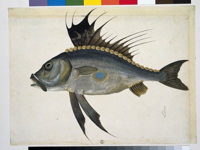 Fish by Jacopo Ligozzi